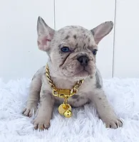 BARBIE, a female French Bulldog for sale in Lehigh Acres, FL – 3 of 5
