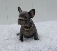 GALA, a female French Bulldog for sale in Lehigh Acres, FL – 5 of 6
