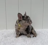 ELIOT, a male French Bulldog for sale in Lehigh Acres, FL – 2 of 7
