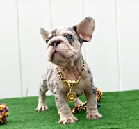 ELVIS, a male French Bulldog for sale in Lehigh Acres, FL – 3 of 3