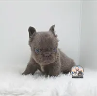 Ana, a female French Bulldog for sale in Lehigh Acres, FL – Photo 3 of 3