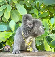 Ana, a female French Bulldog for sale in Lehigh Acres, FL – 2 of 8