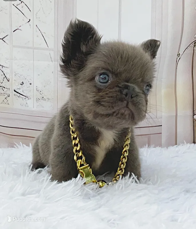 Ana – French Bulldog puppy for sale in Lehigh Acres, FL