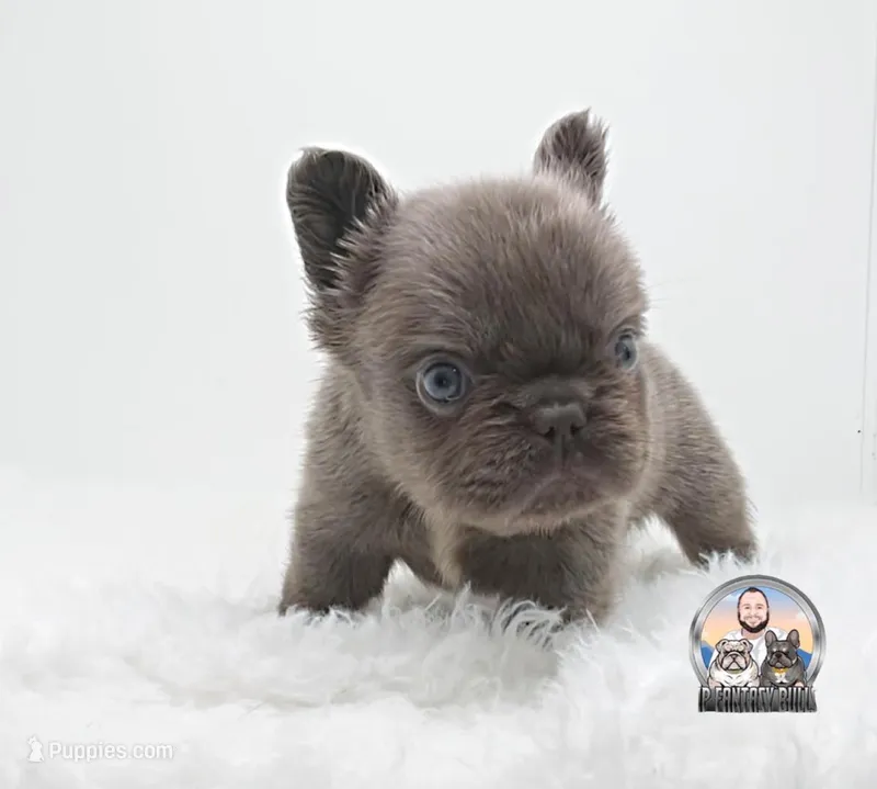 Ana – French Bulldog puppy for sale in Lehigh Acres, FL