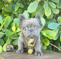 Ana, a female French Bulldog for sale in Lehigh Acres, FL – 3 of 8
