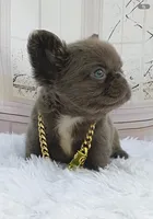 Ana, a female French Bulldog for sale in Lehigh Acres, FL – 5 of 8