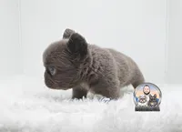 Ana, a female French Bulldog for sale in Lehigh Acres, FL – Photo 2 of 3