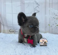 Ana, a female French Bulldog for sale in Lehigh Acres, FL – 7 of 8