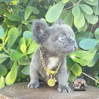 Ana, a female French Bulldog for sale in Lehigh Acres, FL – 1 of 8