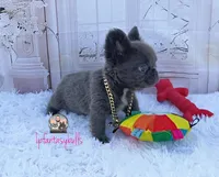 Ana, a female French Bulldog for sale in Lehigh Acres, FL – 8 of 8