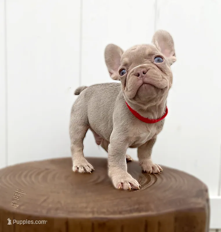 BRODY – French Bulldog puppy for sale in Lehigh Acres, FL