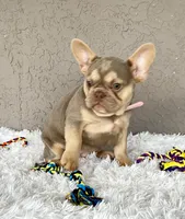 BEBA, a female French Bulldog for sale in Lehigh Acres, FL – 3 of 3