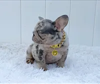 ENZO, a male French Bulldog for sale in Lehigh Acres, FL – 3 of 5