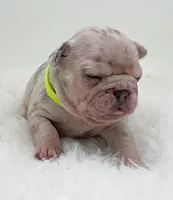 BARBIE, a female French Bulldog for sale in Lehigh Acres, FL – 5 of 5