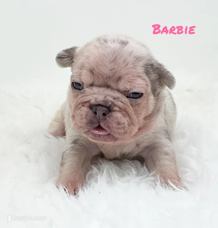 BARBIE – French Bulldog puppy for sale in Lehigh Acres, FL