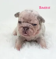 BARBIE, a female French Bulldog for sale in Lehigh Acres, FL – 1 of 5