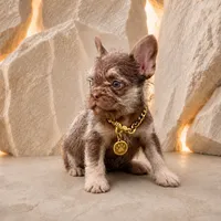 FONSI, a male French Bulldog for sale in Lehigh Acres, FL – 2 of 2