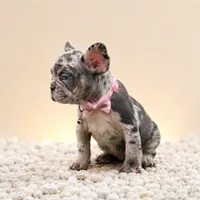 ENMA, a female French Bulldog for sale in Lehigh Acres, FL – 5 of 10