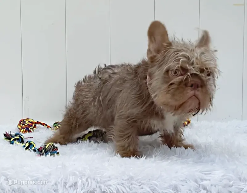 ALEXA (FLOODLE) – French Bulldog puppy for sale in Lehigh Acres, FL