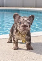 FIONA, a female French Bulldog for sale in Lehigh Acres, FL – 3 of 6