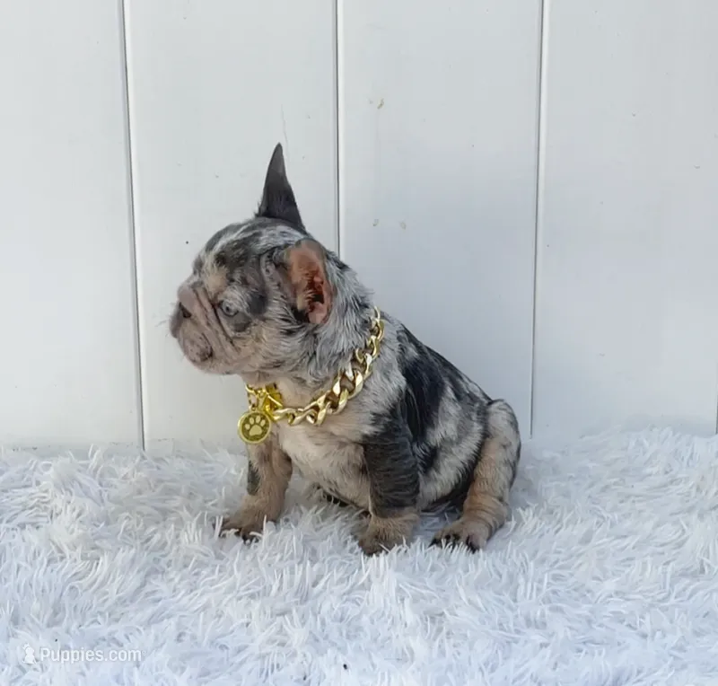 ELIOT – French Bulldog puppy for sale in Lehigh Acres, FL