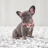 EVA, a female French Bulldog for sale in Lehigh Acres, FL – 1 of 4