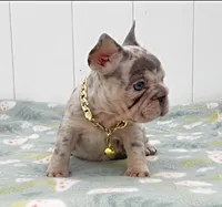 GINA, a female French Bulldog for sale in Lehigh Acres, FL – 3 of 5