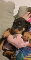Willow, a female Rottweiler for sale in Adrian, MI – 3 of 4