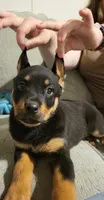 Willow, a female Rottweiler for sale in Adrian, MI – 2 of 4
