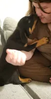 Sage, a female Rottweiler for sale in Adrian, MI – 2 of 5