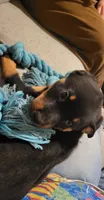 Phoenix , a female Rottweiler for sale in Adrian, MI – 2 of 4