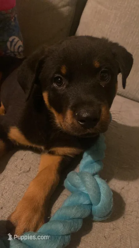 Phoenix  – Rottweiler puppy for sale in Adrian, MI