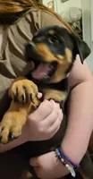 Diamond, a female Rottweiler for sale in Adrian, MI – 2 of 4