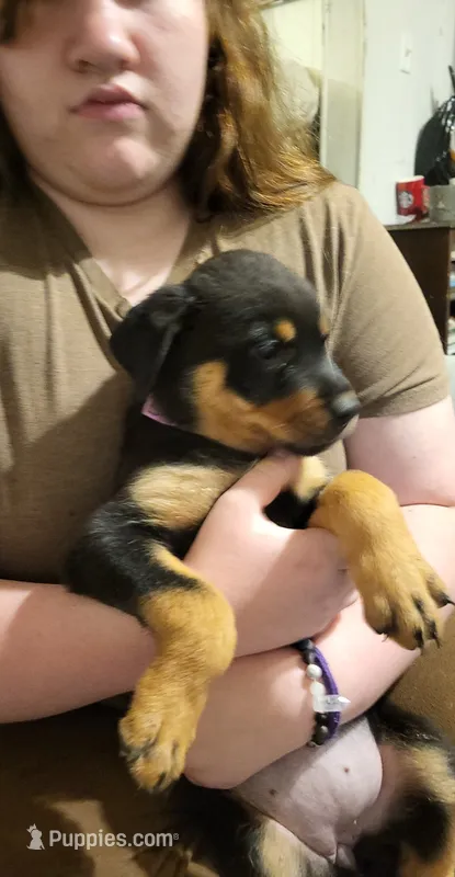 Diamond – Rottweiler puppy for sale in Adrian, MI