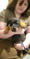 Diamond, a female Rottweiler for sale in Adrian, MI – 3 of 4