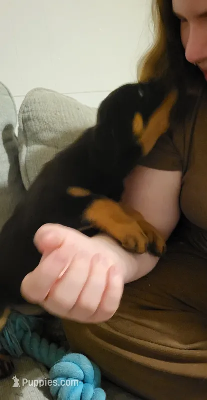 Sage – Rottweiler puppy for sale in Adrian, MI