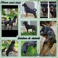 Diamond, a female Rottweiler for sale in Adrian, MI – 4 of 4