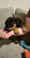 Sage, a female Rottweiler for sale in Adrian, MI – 3 of 5