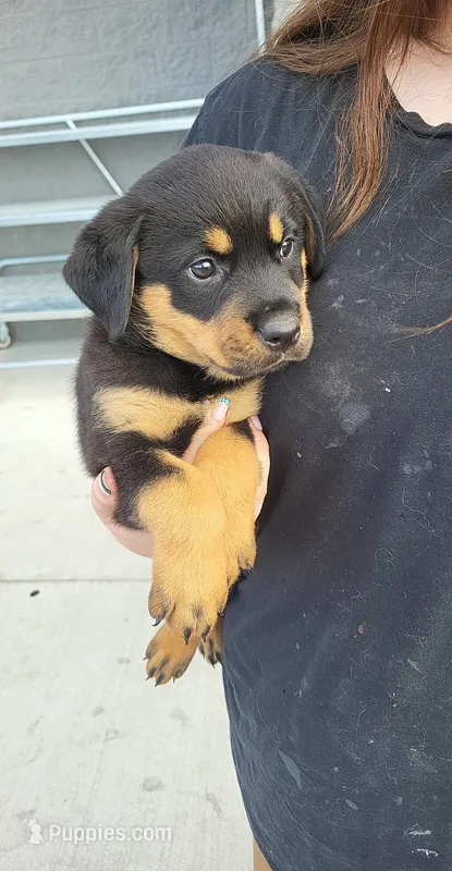 Raven – Rottweiler puppy for sale in Adrian, MI