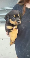 Raven, a female Rottweiler for sale in Adrian, MI – 1 of 2