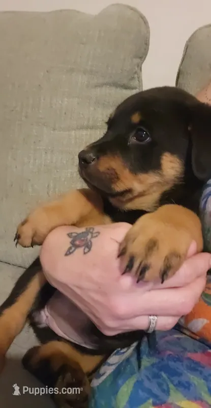 Willow – Rottweiler puppy for sale in Adrian, MI
