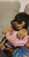 Willow, a female Rottweiler for sale in Adrian, MI – 1 of 4