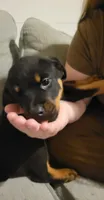 Sage, a female Rottweiler for sale in Adrian, MI – 4 of 5