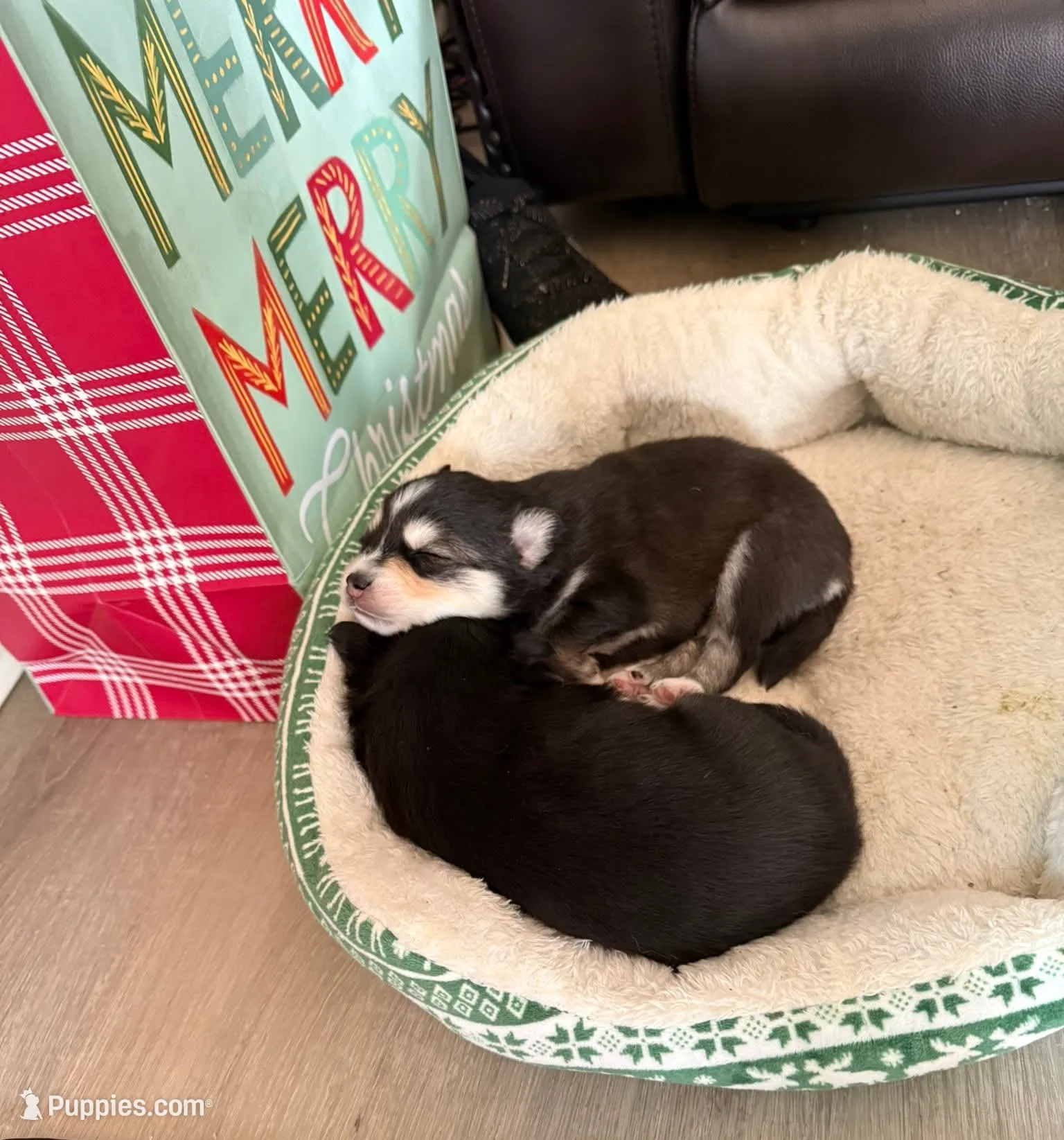Quinn, a male Pomsky for sale in Ramona, CA – Photo 4 of 6