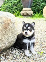 Quinn, a male Pomsky for sale in Ramona, CA – Photo 1 of 6