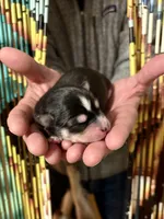 Quinn, a male Pomsky for sale in Ramona, CA – Photo 6 of 6