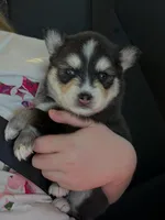 Quinn, a male Pomsky for sale in Ramona, CA – Photo 3 of 6