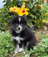 Phantom, a male Pomsky for sale in Ramona, CA – Photo 1 of 10