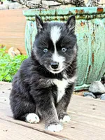 Phantom, a male Pomsky for sale in Ramona, CA – Photo 4 of 10