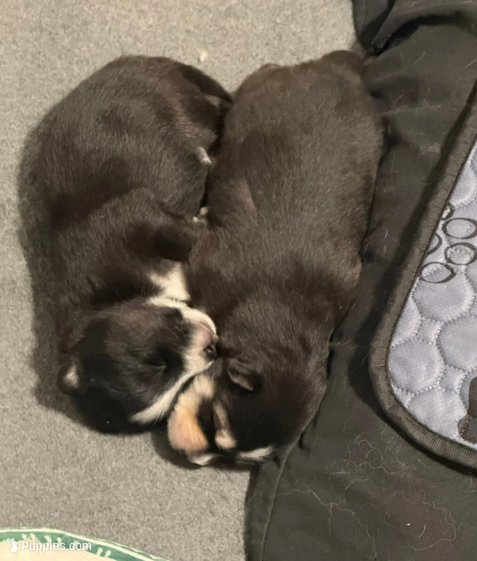 Phantom, a male Pomsky for sale in Ramona, CA – Photo 8 of 10